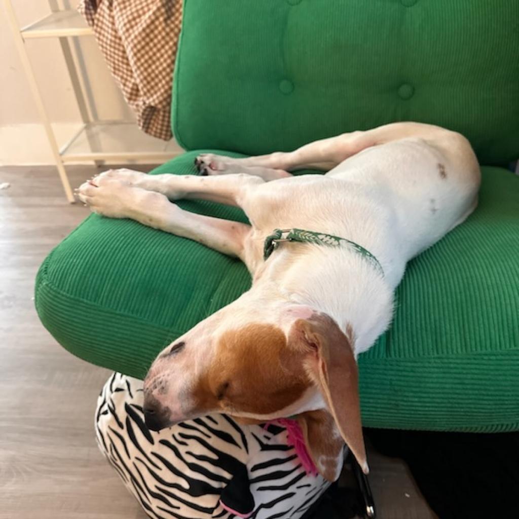 Enlarge DIEGO JR., a Adoptable mixed breed in Kyle, TX image 1/6