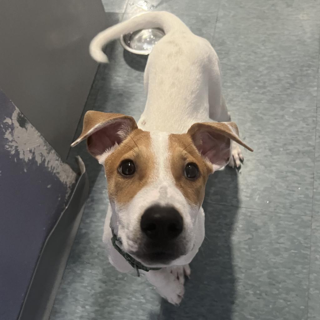 Enlarge DIEGO JR., a Adoptable mixed breed in Kyle, TX image 1/6