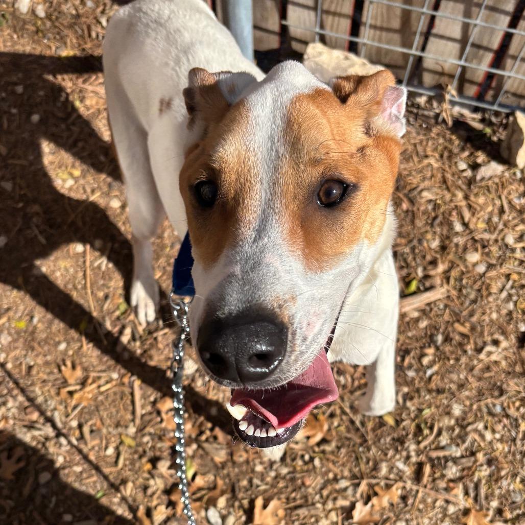 Enlarge DIEGO JR., a Adoptable mixed breed in Kyle, TX image 2/6