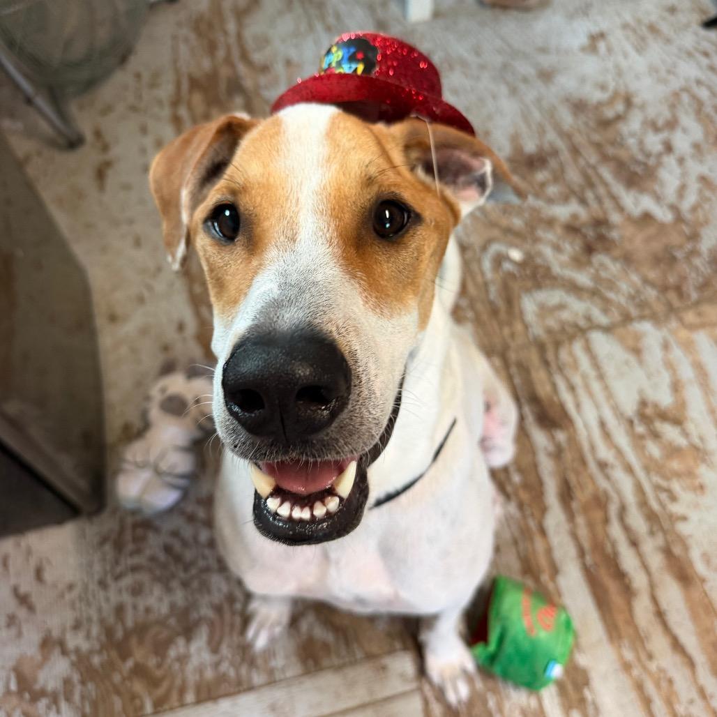 DIEGO JR., a Adoptable mixed breed in Kyle, TX image 4/6