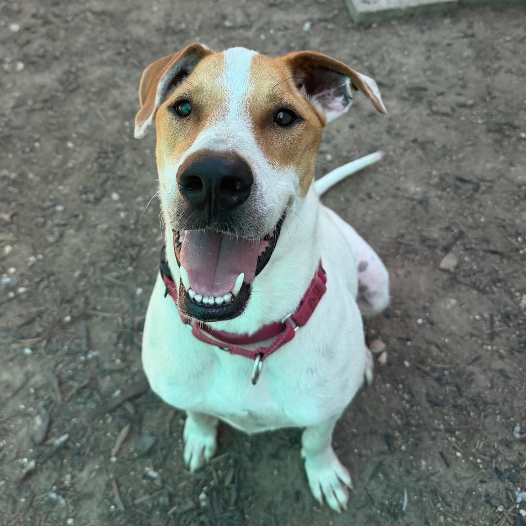 Enlarge DIEGO JR., a Adoptable mixed breed in Kyle, TX image 3/6