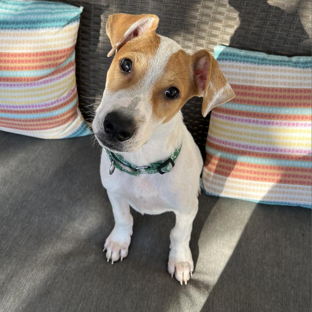 Enlarge DIEGO JR., a Adoptable mixed breed in Kyle, TX image 3/6