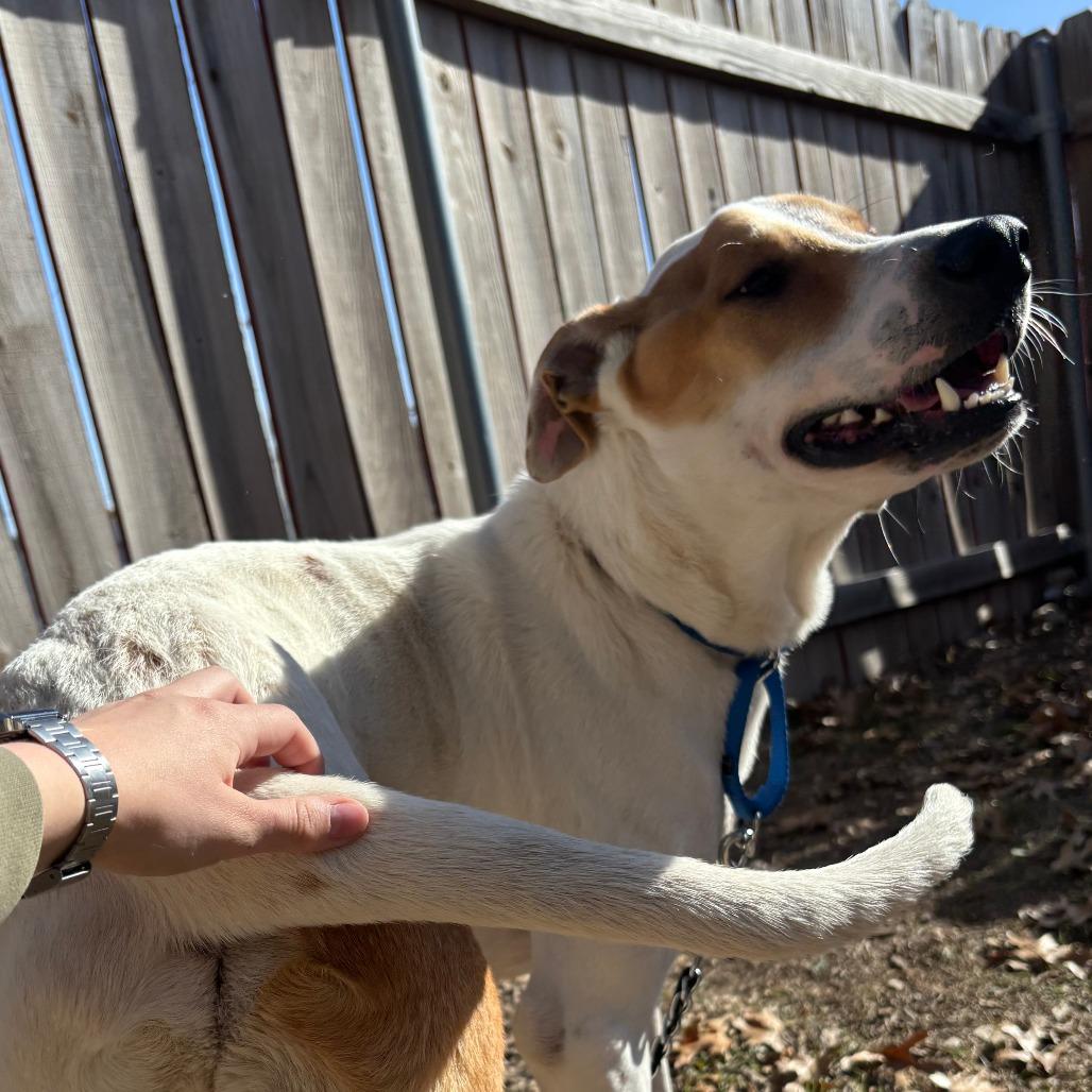 Enlarge DIEGO JR., a Adoptable mixed breed in Kyle, TX image 4/6