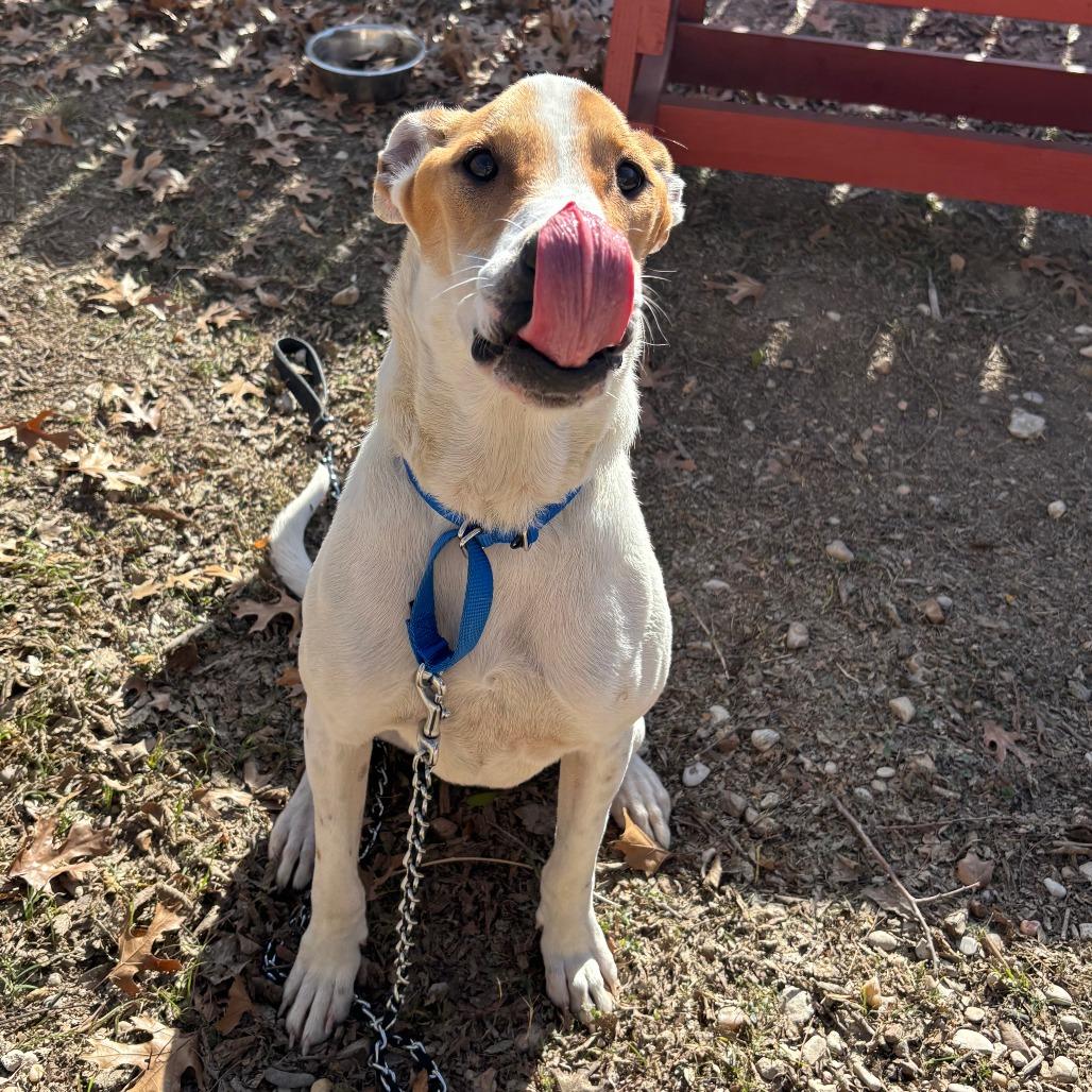 Enlarge DIEGO JR., a Adoptable mixed breed in Kyle, TX image 5/6