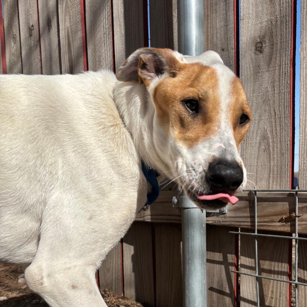 Enlarge DIEGO JR., a Adoptable mixed breed in Kyle, TX image 6/6