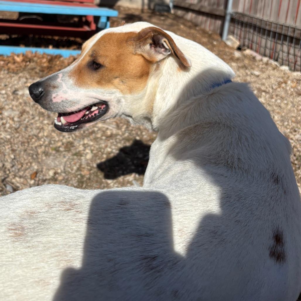 Enlarge DIEGO JR., a Adoptable mixed breed in Kyle, TX image 6/6