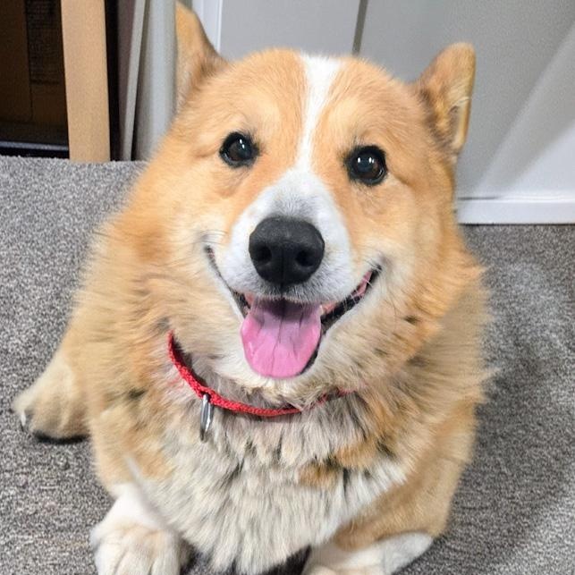 Nico, adopted, Senior Male Corgi.