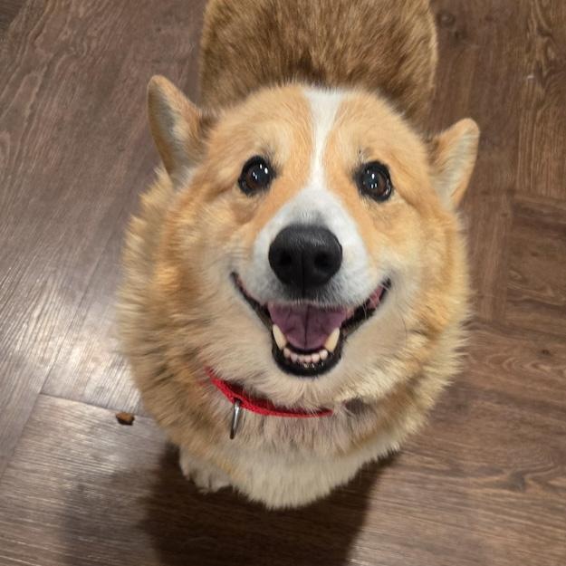 Enlarge Nico, an adopted Corgi in Toledo, OH image 2/2