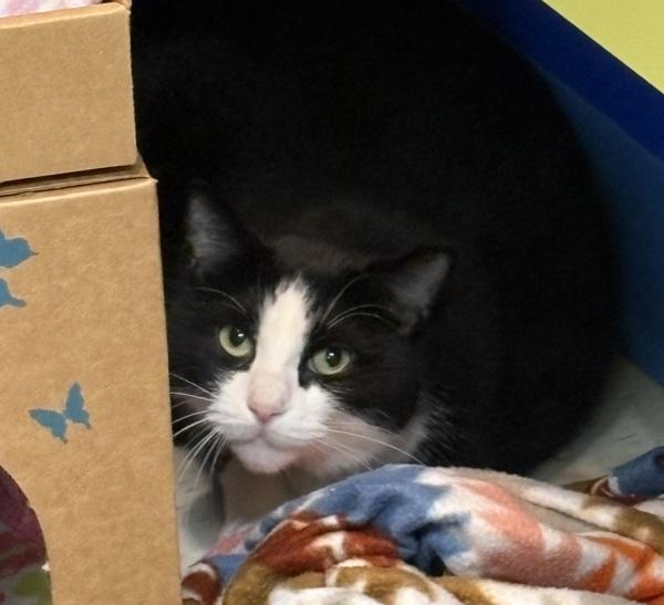 Enlarge Keke, a Adoptable mixed breed in Sioux City, IA image 1/1