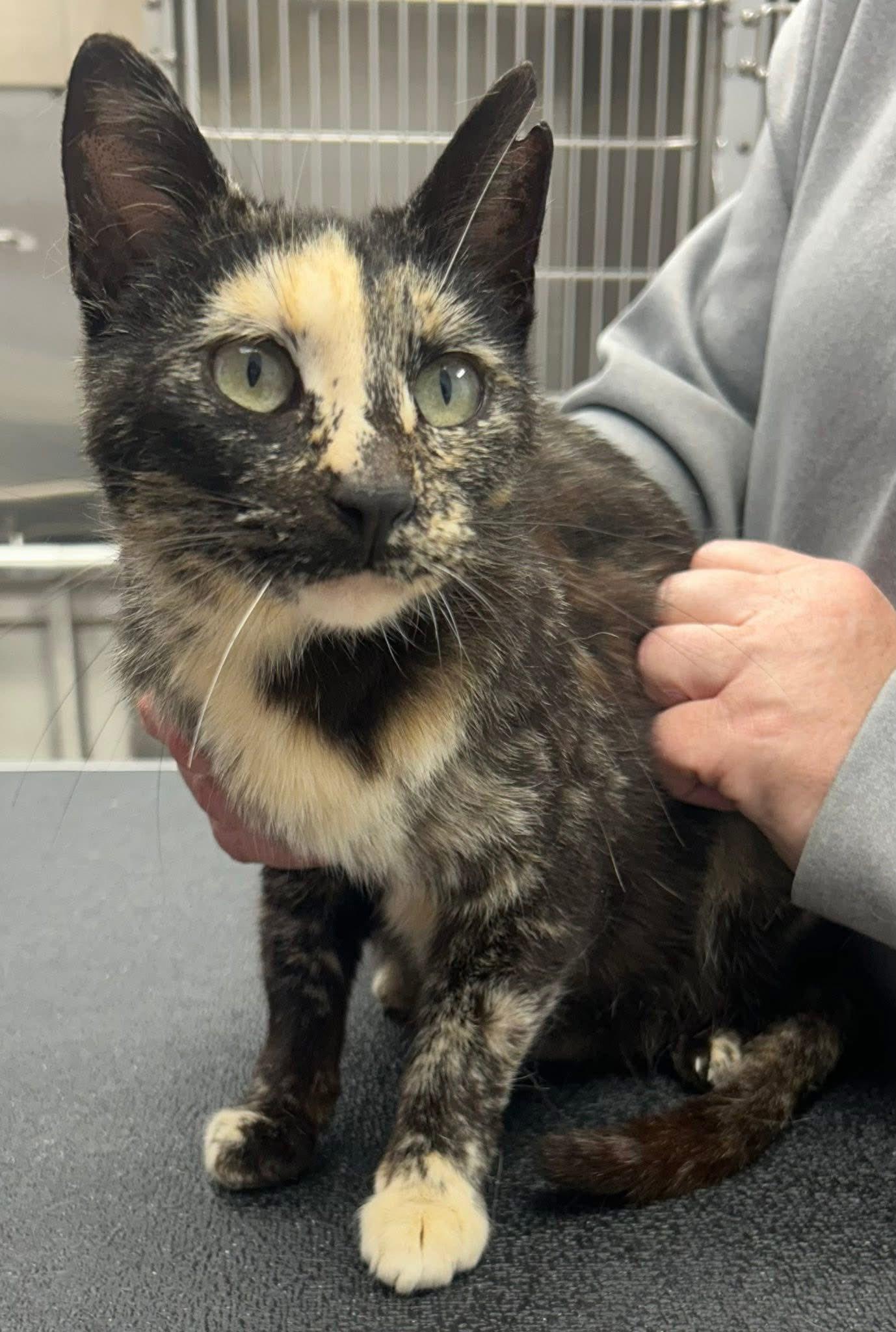 Ravena, Adult Female unknown