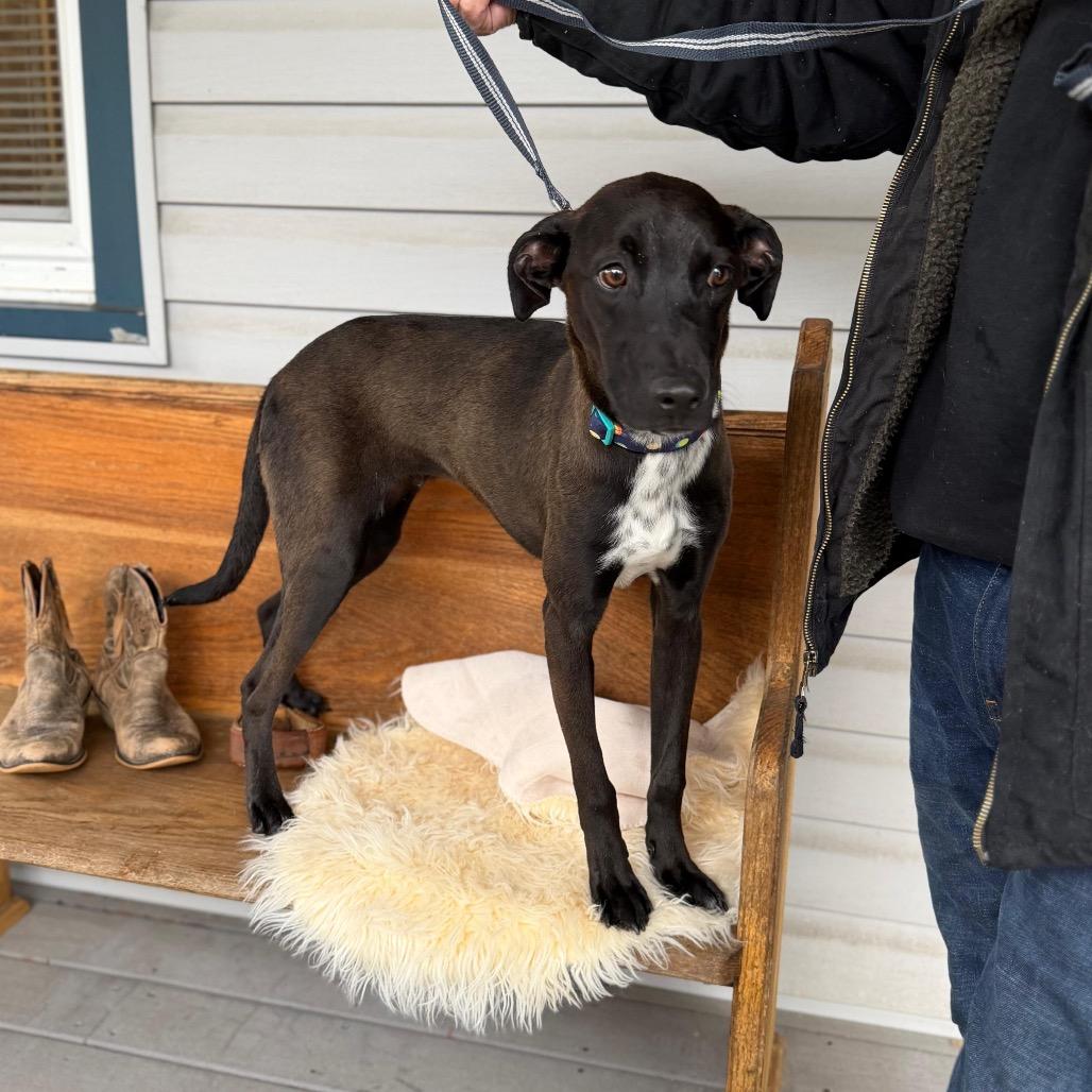MIPI, Adoptable, Young Male Labrador Retriever.