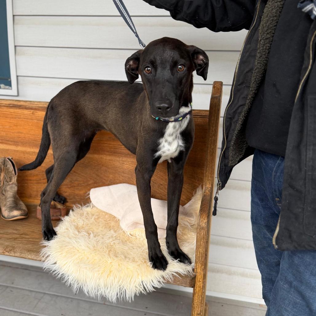 Enlarge MIPI, a Adoptable Labrador Retriever in Atco, NJ image 2/5