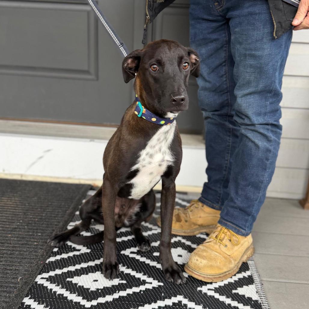 Enlarge MIPI, a Adoptable Labrador Retriever in Atco, NJ image 4/5
