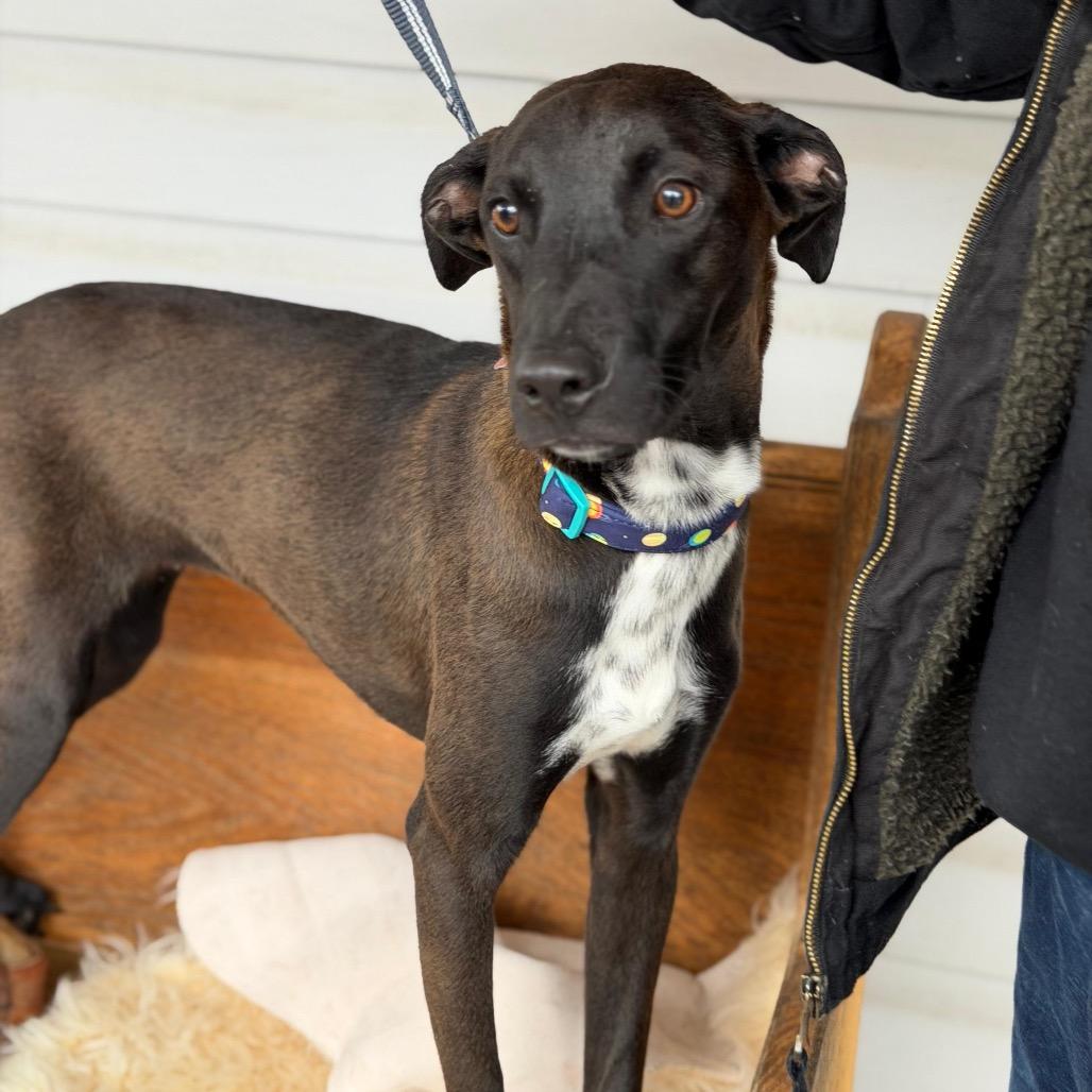 Enlarge MIPI, a Adoptable Labrador Retriever in Atco, NJ image 5/5
