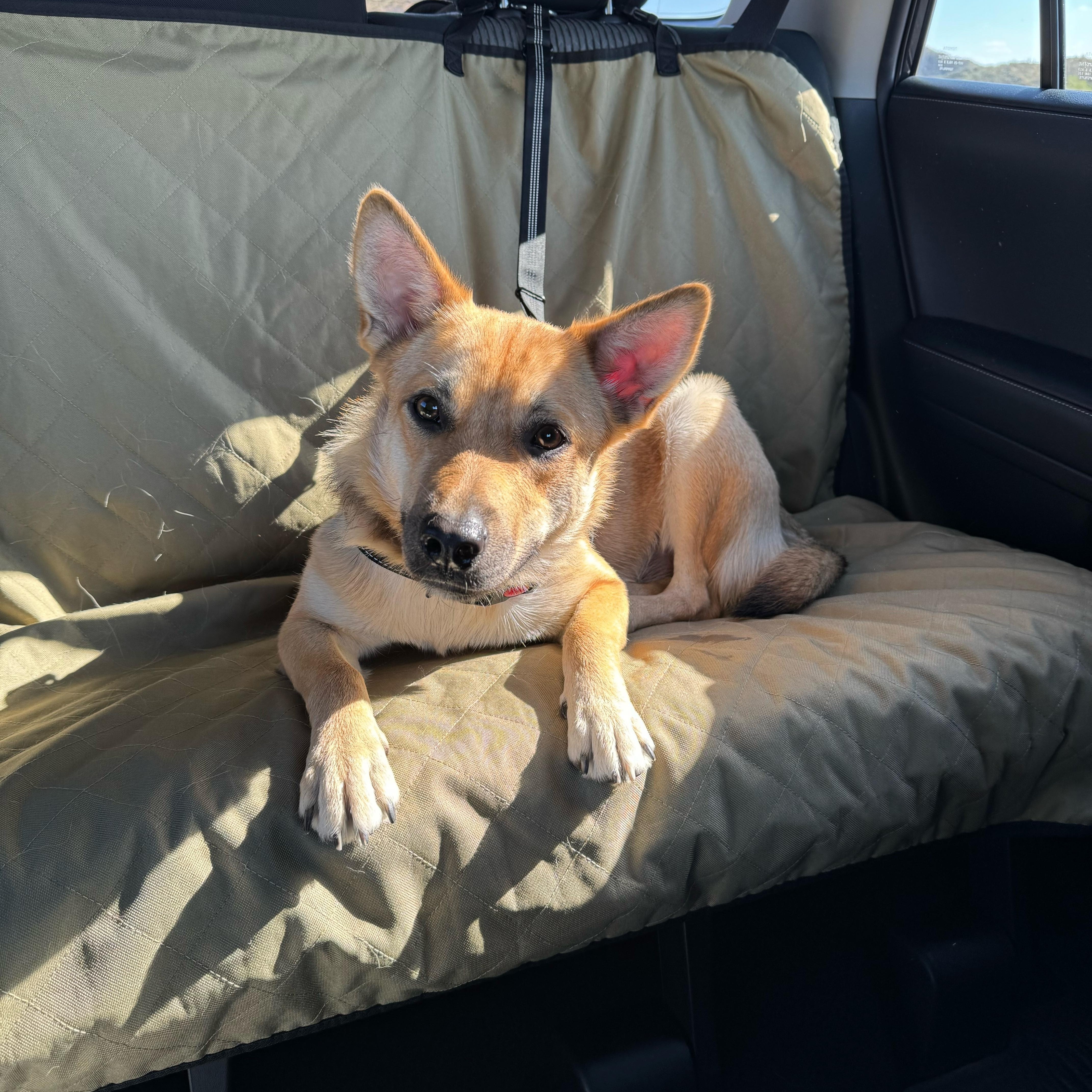 Enlarge Canary, a ADOPTABLE mixed breed in Phoenix, AZ image 2/5