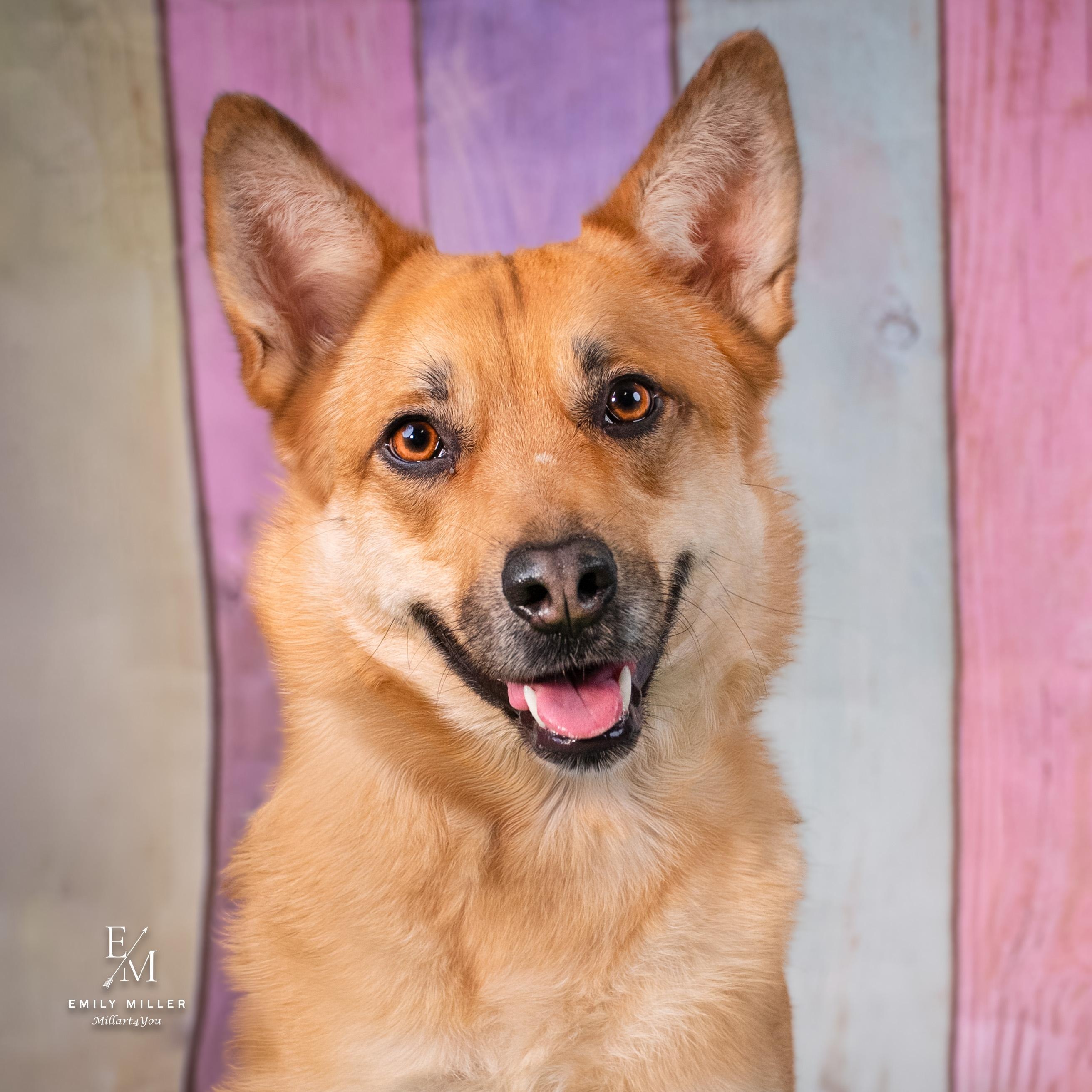 Canary, ADOPTABLE, Adult Male Cattle Dog.