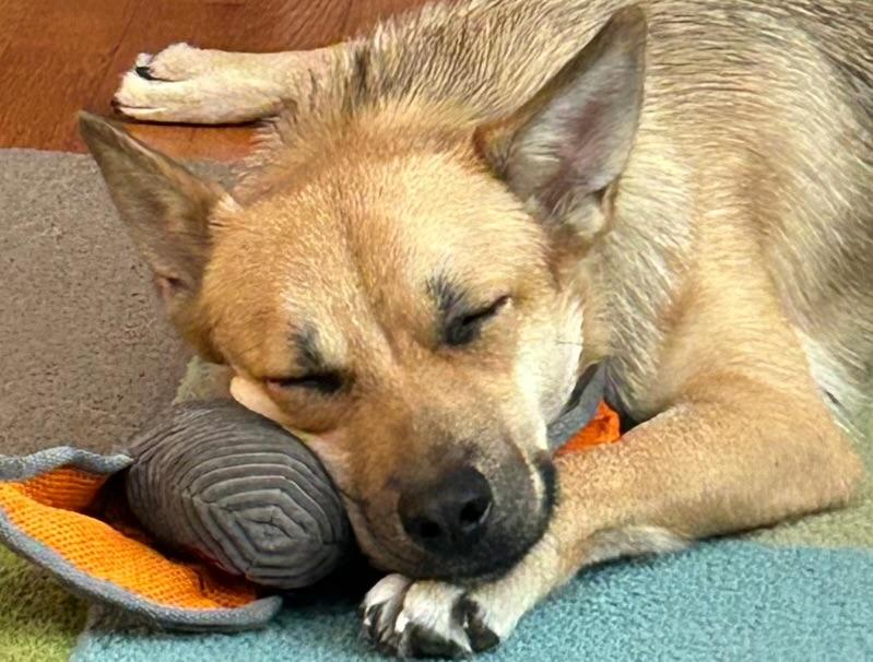 Canary — thumbnail 2