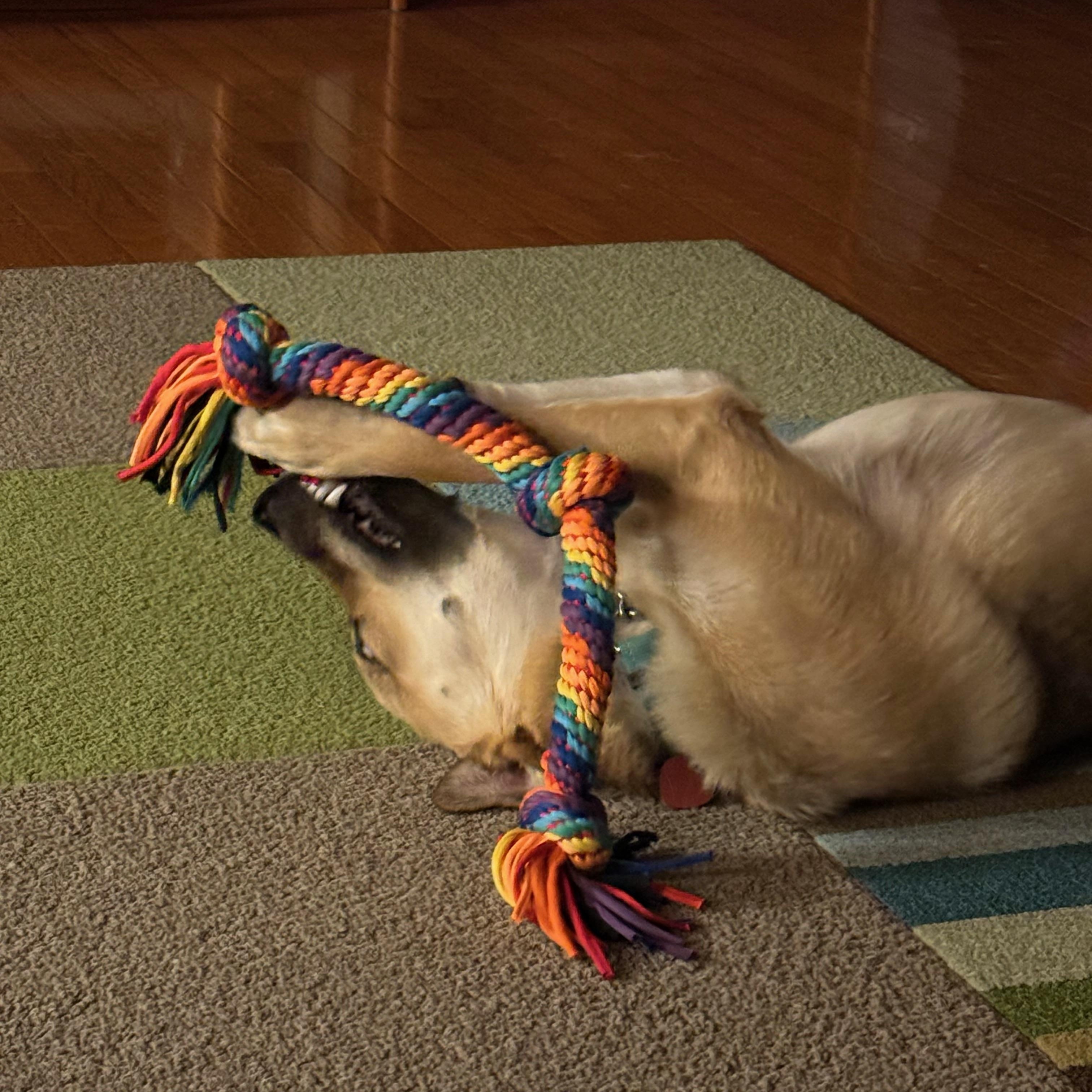 Canary — thumbnail 3