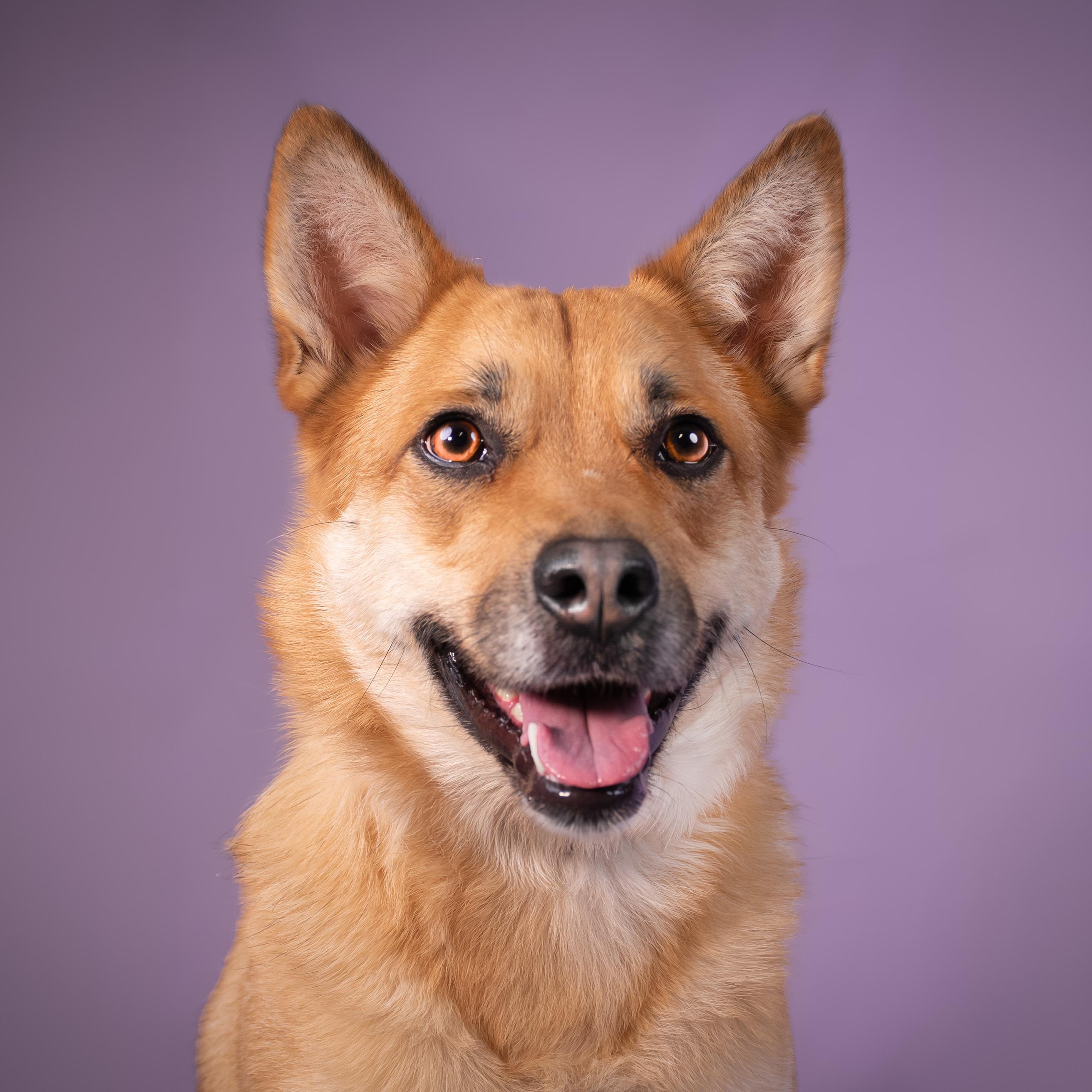 Enlarge Canary, a ADOPTABLE mixed breed in Phoenix, AZ image 5/5