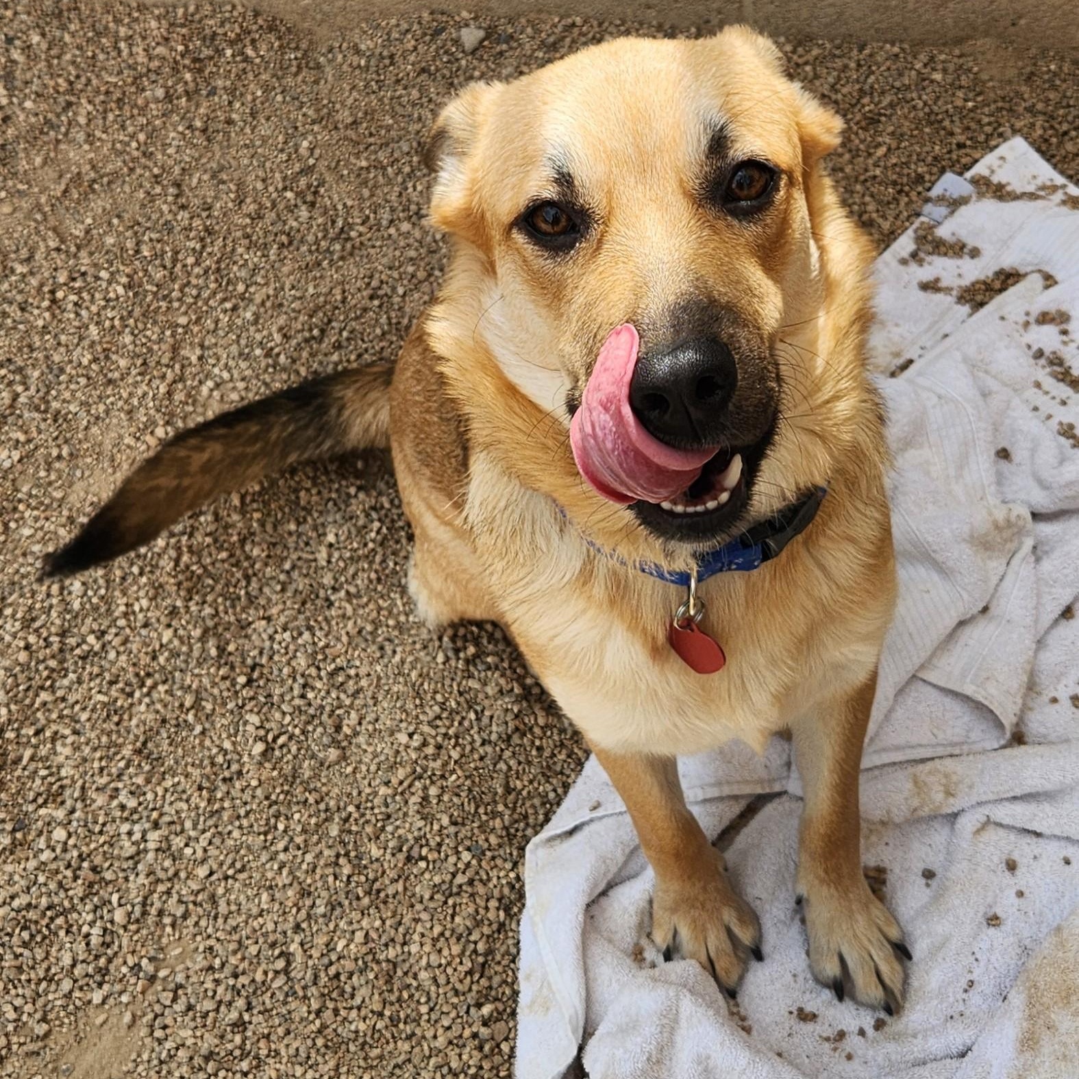 Canary — thumbnail 4