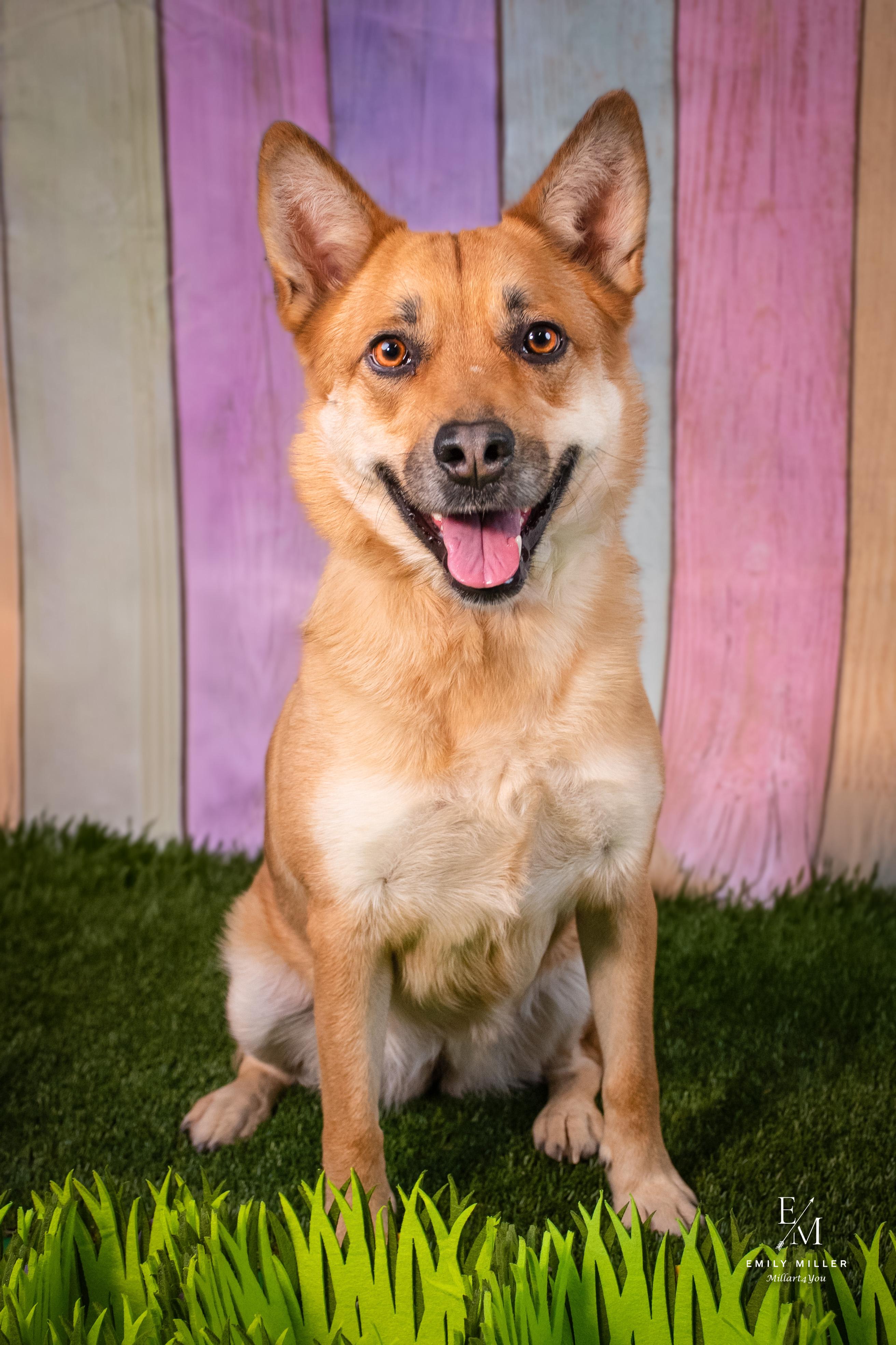 Enlarge Canary, a ADOPTABLE mixed breed in Phoenix, AZ image 3/5