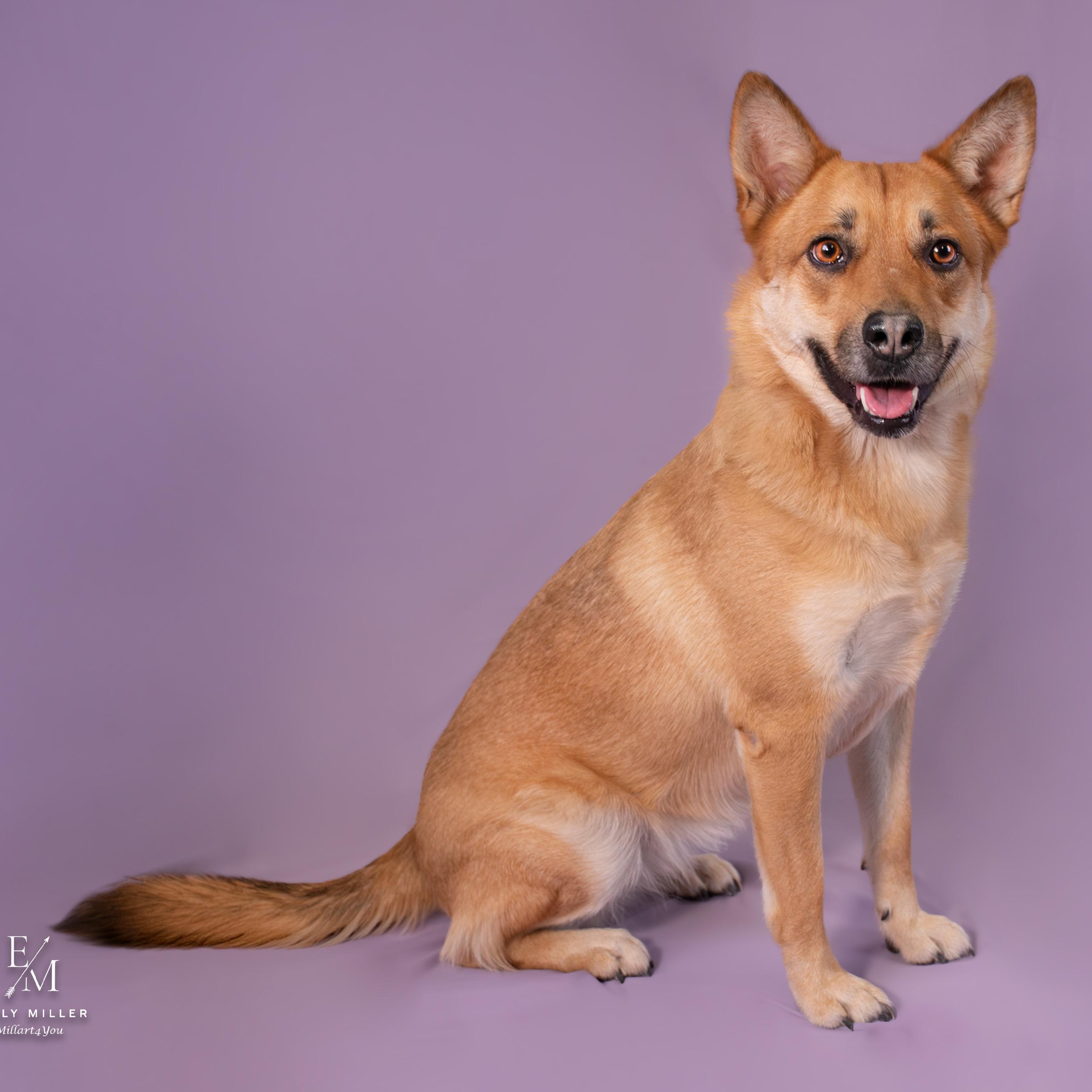 Enlarge Canary, a ADOPTABLE mixed breed in Phoenix, AZ image 4/5