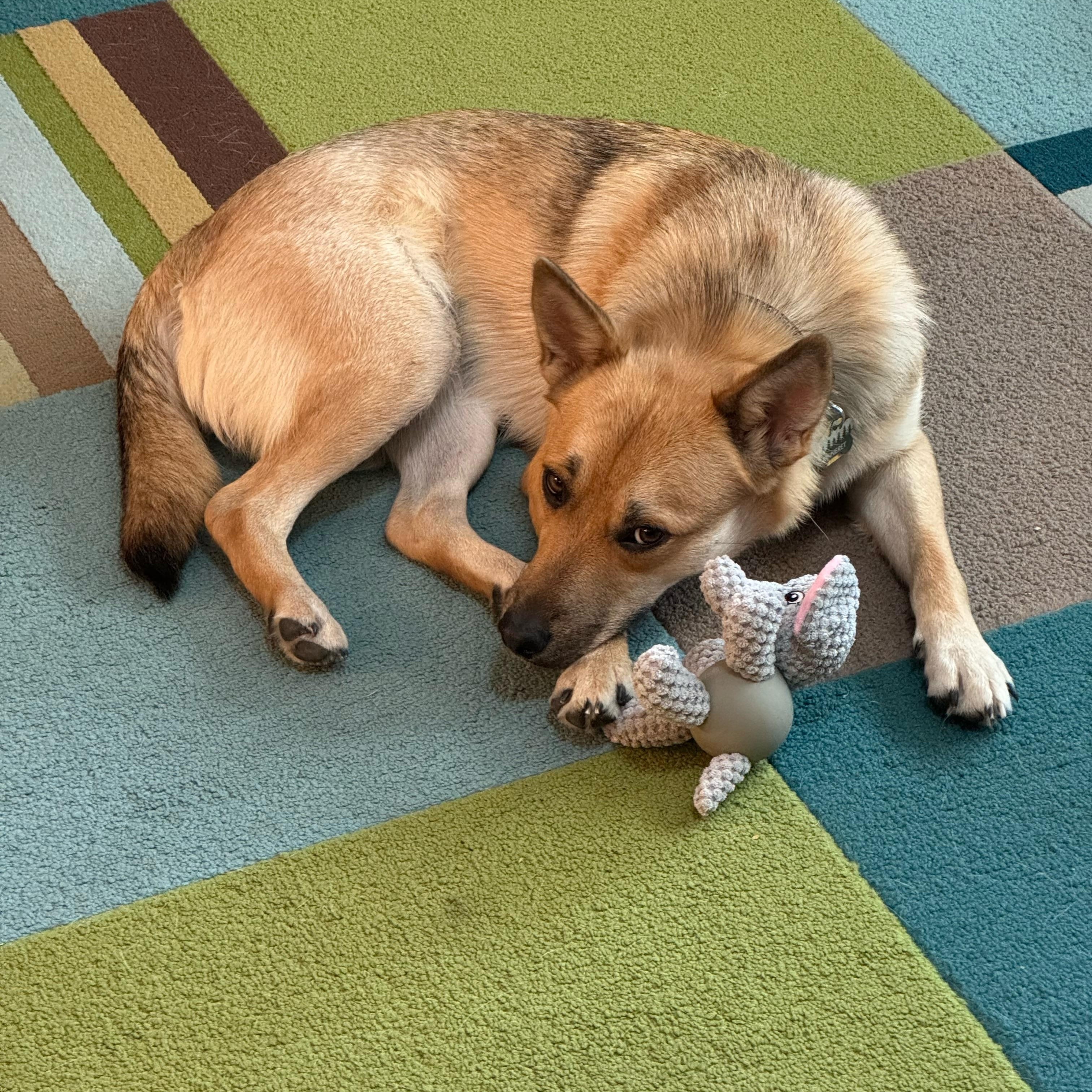 Canary — thumbnail 5