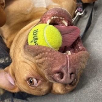 Short Stack, Adoptable, Adult Male Terrier & Mixed Breed.