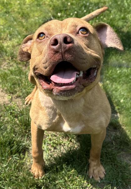 Short Stack, Adoptable, Adult Male Terrier & Mixed Breed.