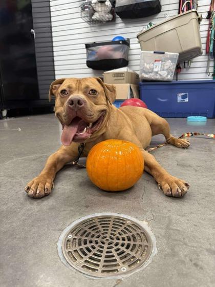 Short Stack, Adoptable, Adult Male Terrier & Mixed Breed.