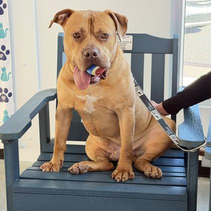 Enlarge Short Stack, a Adoptable mixed breed in Voorhees, NJ image 2/3