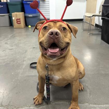 Short Stack thumbnail 2