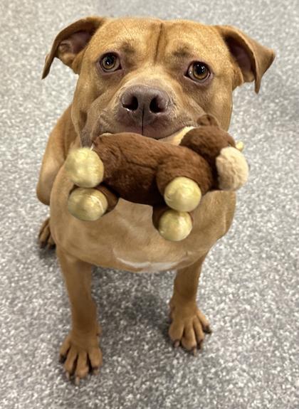 Enlarge Short Stack, a Adoptable mixed breed in Voorhees, NJ image 3/3