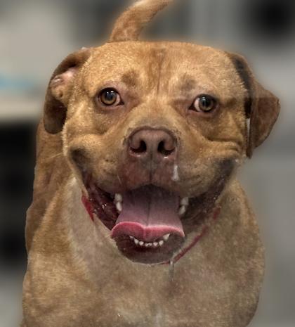 Short Stack thumbnail 3