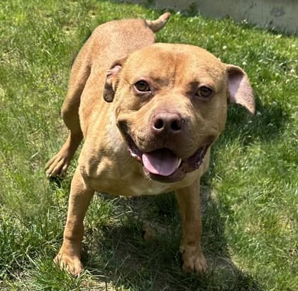 Enlarge Short Stack, a Adoptable mixed breed in Voorhees, NJ image 3/3