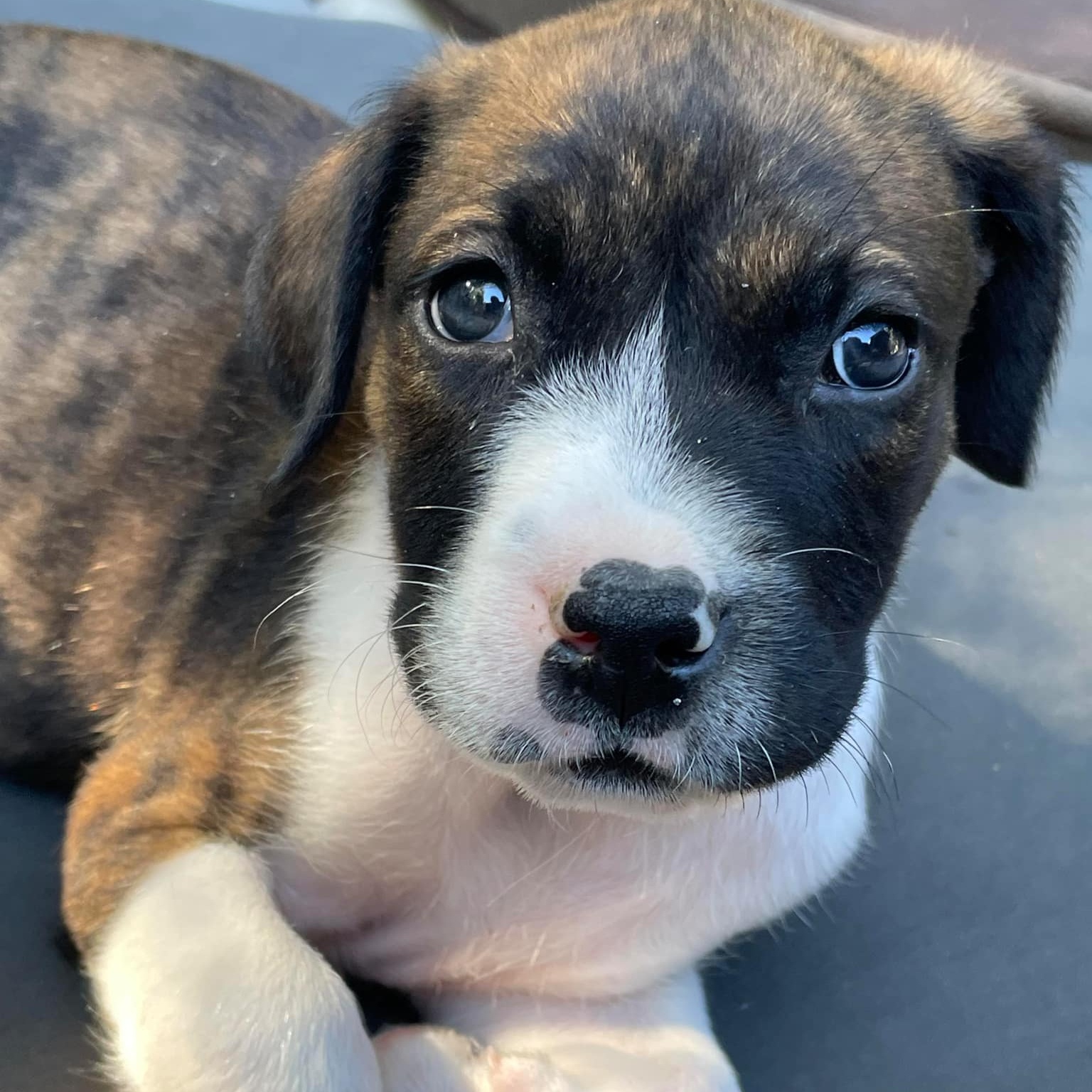 Dog for adoption Spencer, a Mixed Breed in Southaven , MS Petfinder