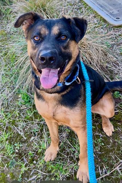 Enlarge AQUAMARINE, a Adoptable German Shepherd Dog in Sacramento, CA image 1/1