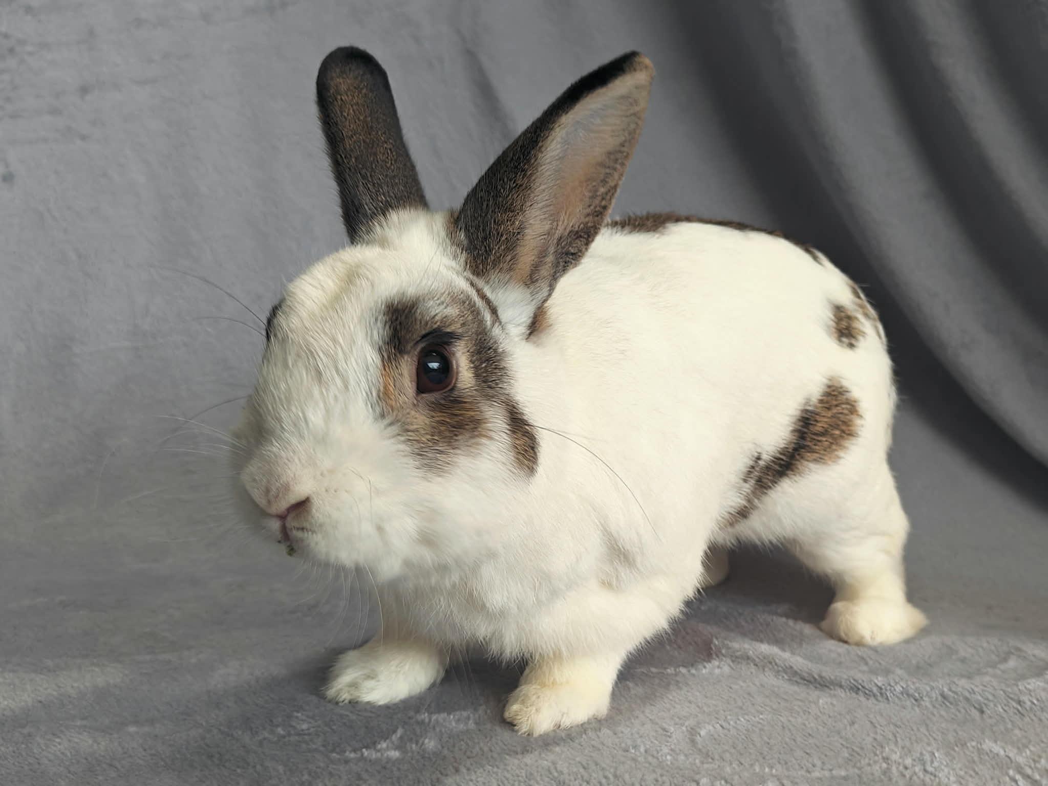 Enlarge Dwight, a ADOPTABLE English Spot in Fair Oaks, CA image 2/2