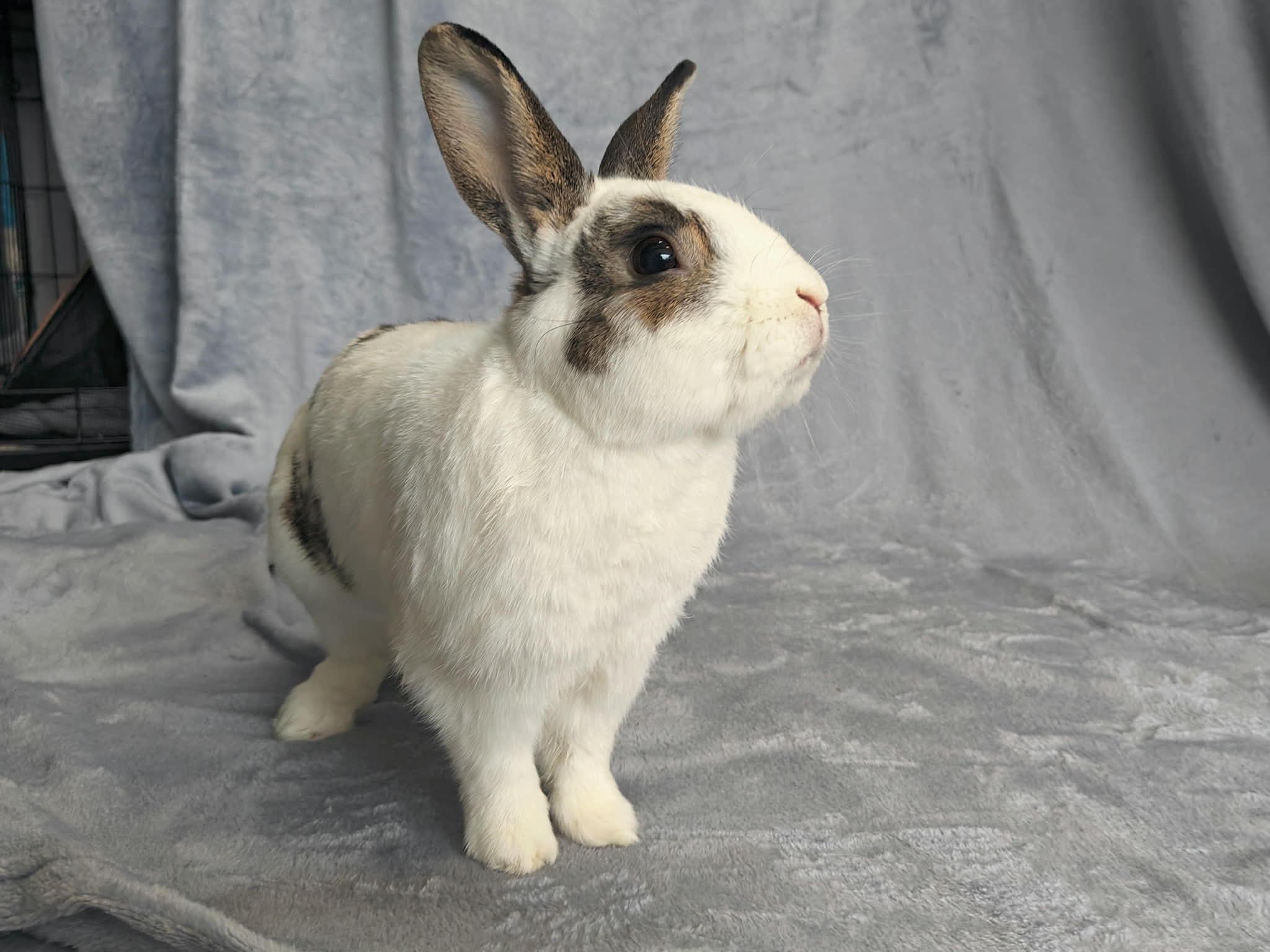 Enlarge Dwight, a ADOPTABLE English Spot in Fair Oaks, CA image 1/2