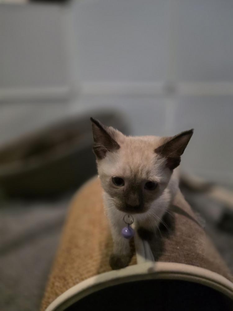 Enlarge Soma (renamed Opal), a Adopted mixed breed in Pacifica, CA image 2/6