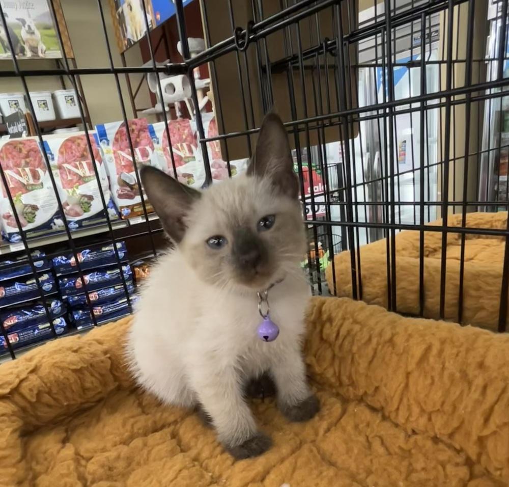 Enlarge Soma (renamed Opal), a Adopted mixed breed in Pacifica, CA image 4/6