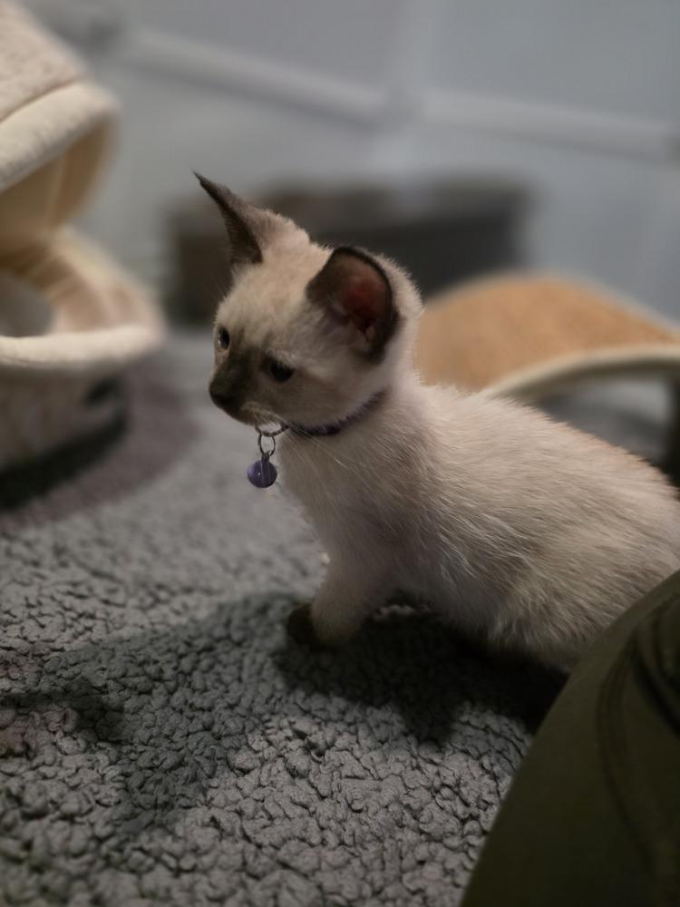 Enlarge Soma (renamed Opal), a Adopted mixed breed in Pacifica, CA image 5/6