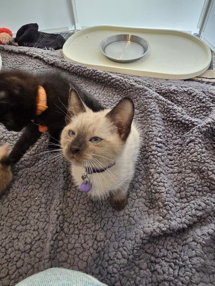 Enlarge Soma (renamed Opal), a Adopted mixed breed in Pacifica, CA image 6/6