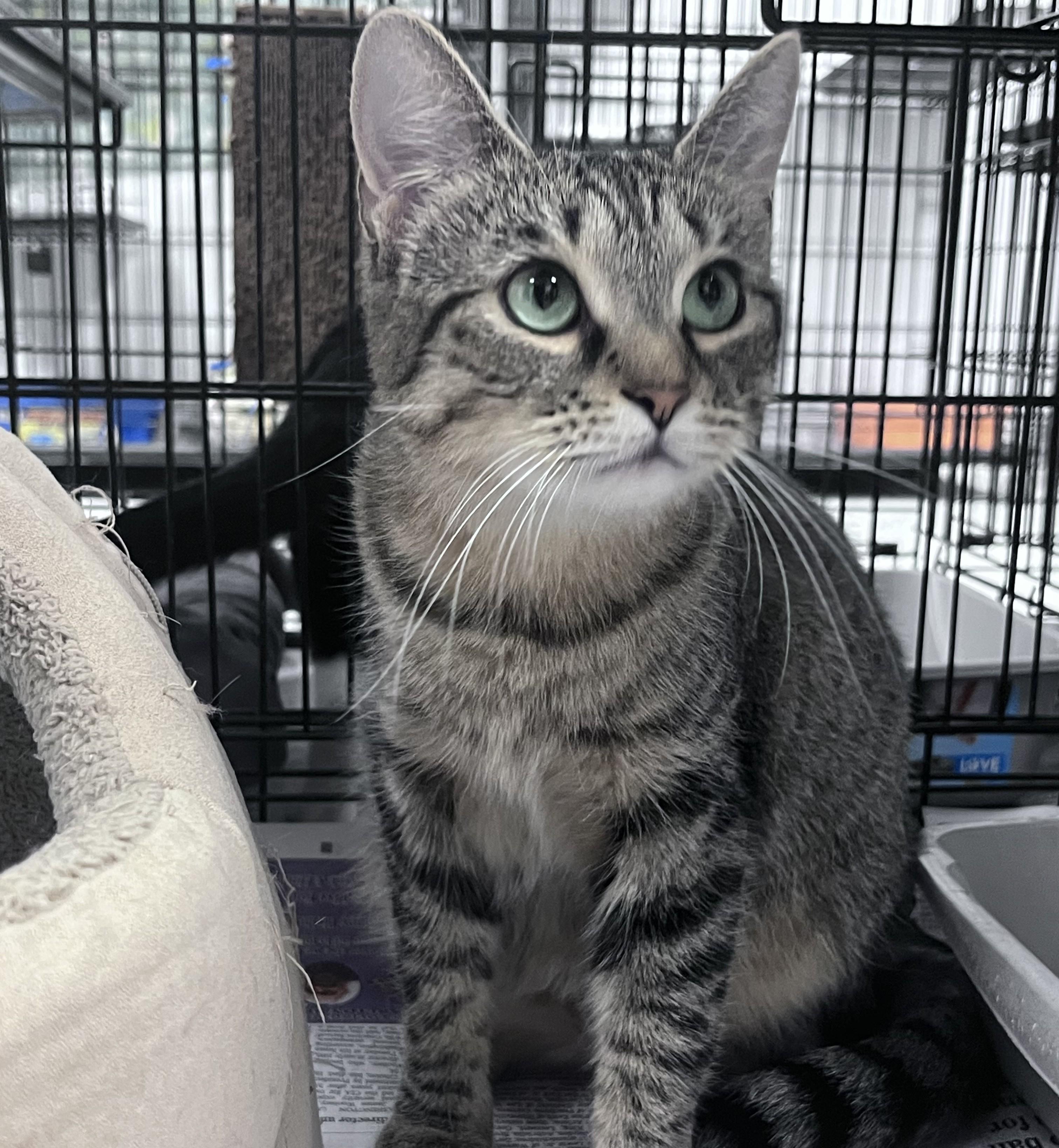 Enlarge Cleo, a Adoptable Domestic Short Hair in Youngstown, OH image 1/2