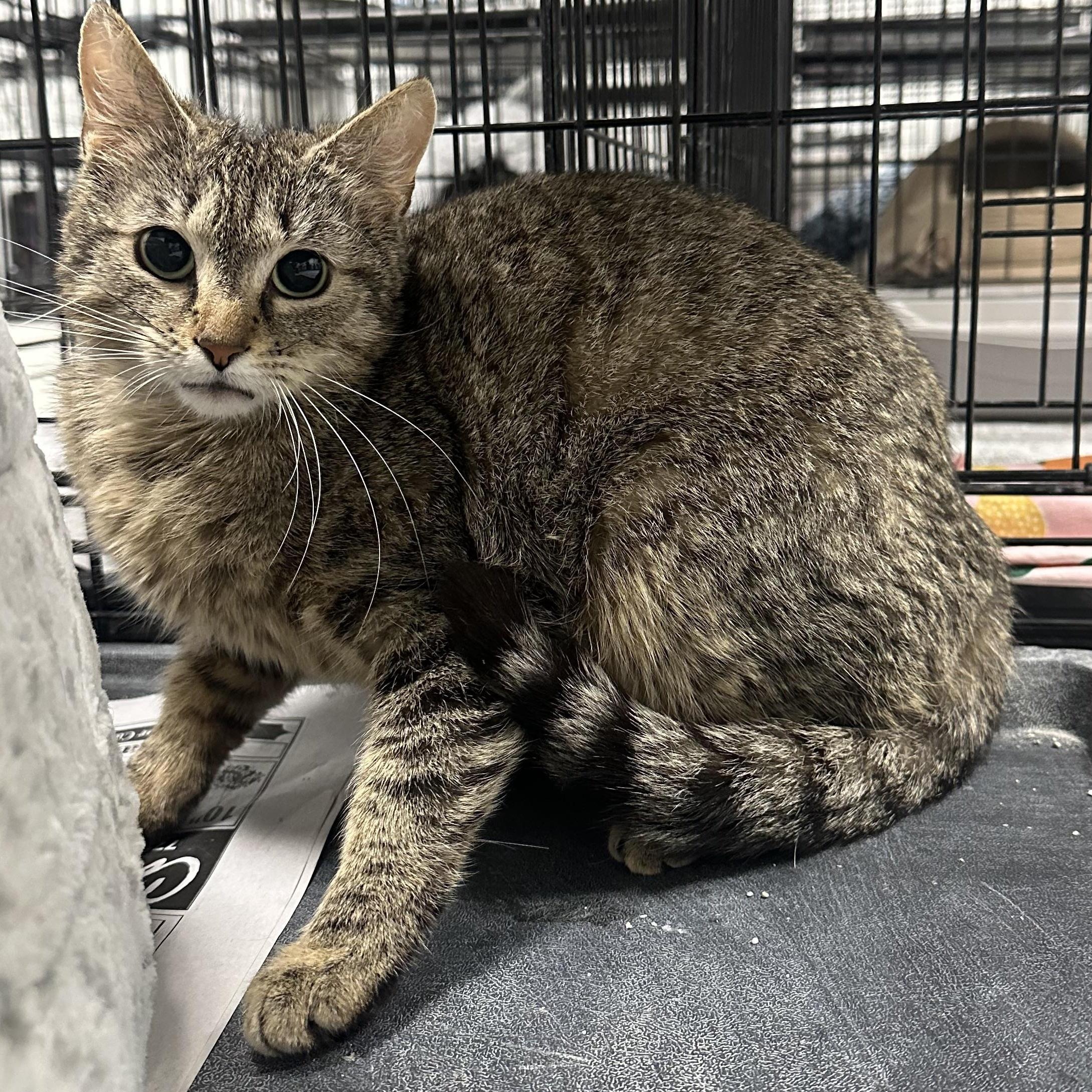 Enlarge Cleo, a Adoptable Domestic Short Hair in Youngstown, OH image 2/2