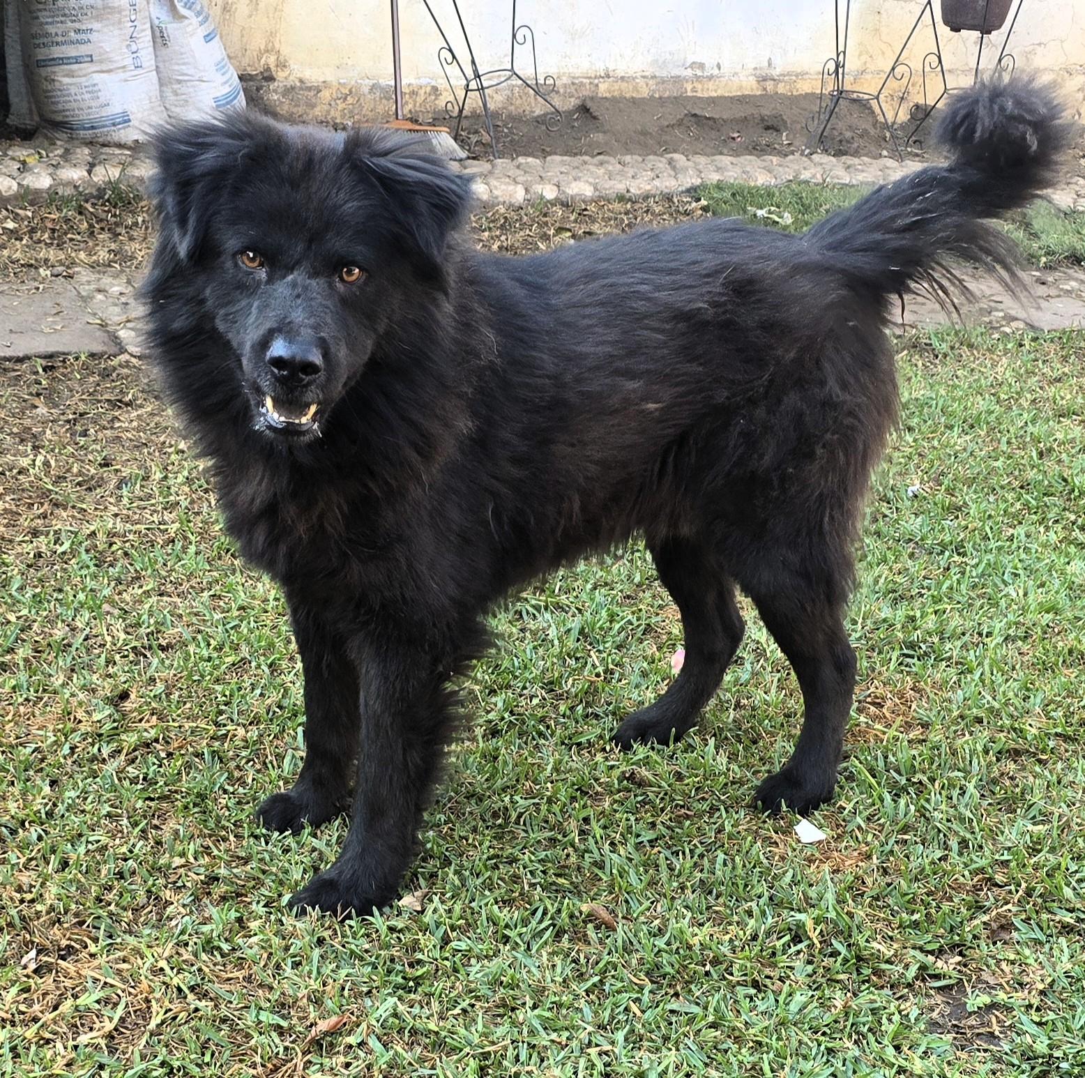 Cha Cho, ADOPTABLE, Adult Male Chow Chow.