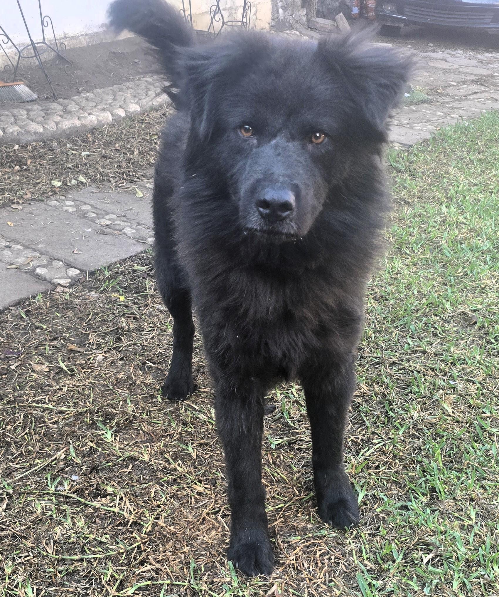 Enlarge Cha Cho, a ADOPTABLE mixed breed in San Francisco, CA image 3/3