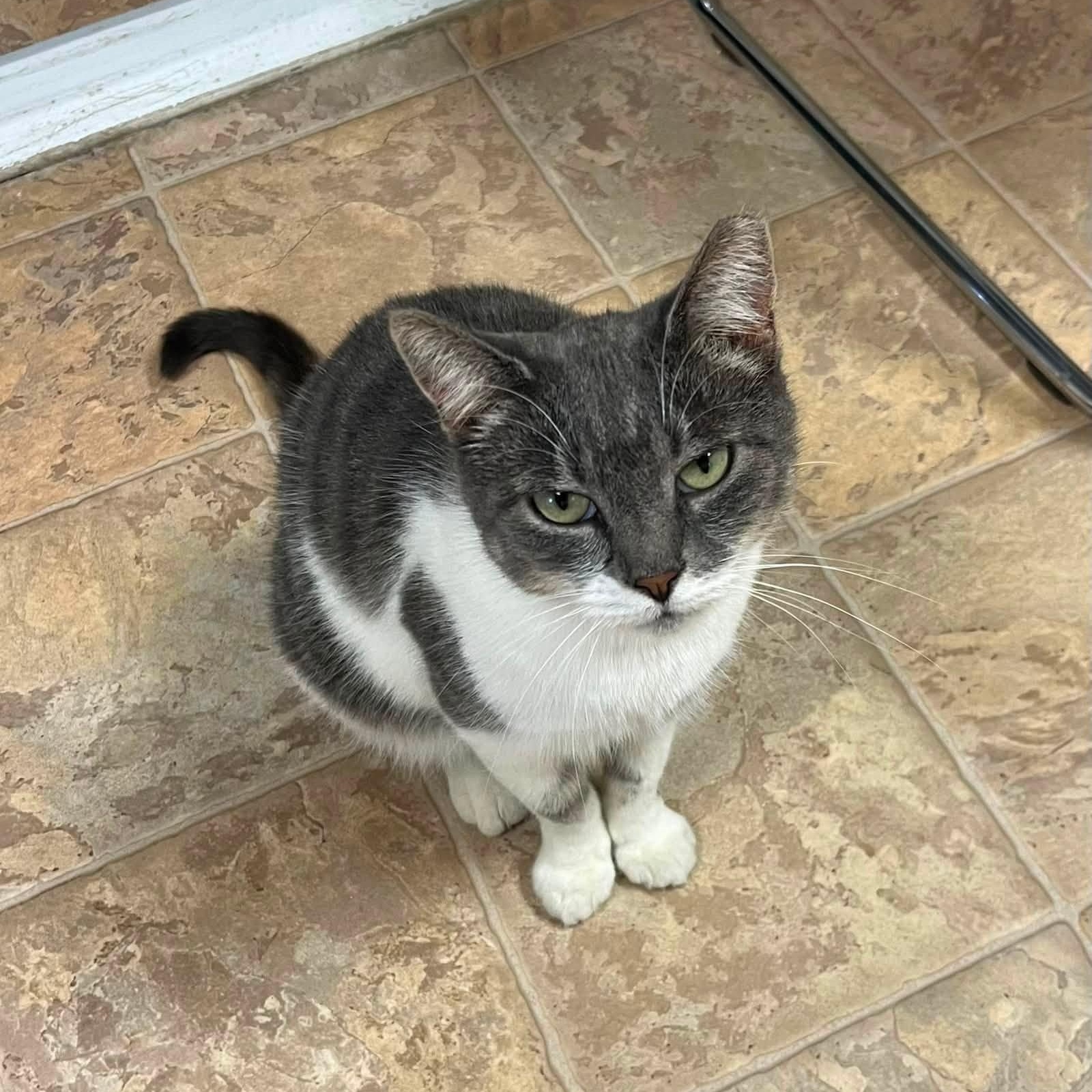 Enlarge CC, a Adoptable Domestic Short Hair in Dillsburg, PA image 5/6