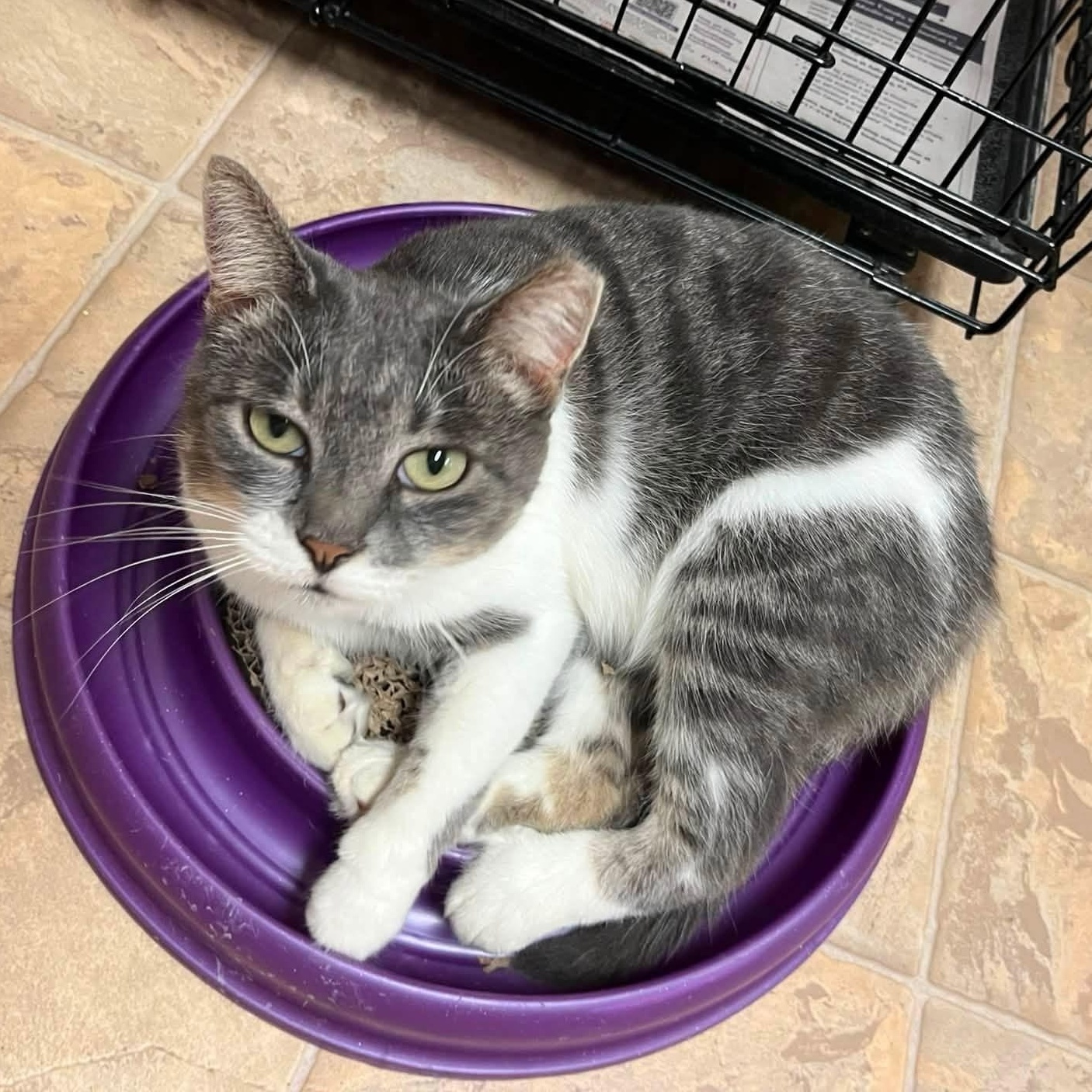 Enlarge CC, a Adoptable Domestic Short Hair in Dillsburg, PA image 4/6