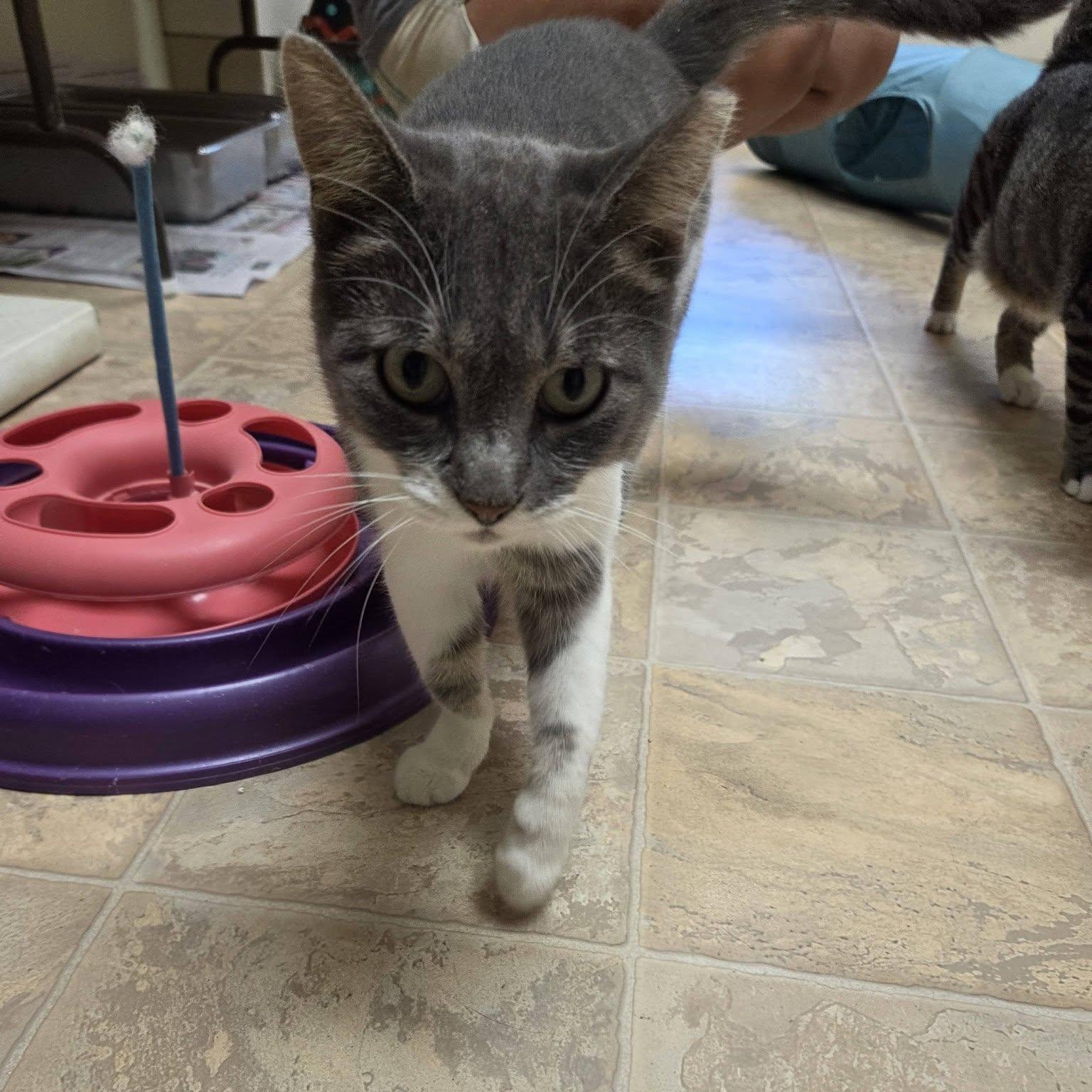 Enlarge CC, a Adoptable Domestic Short Hair in Dillsburg, PA image 3/6